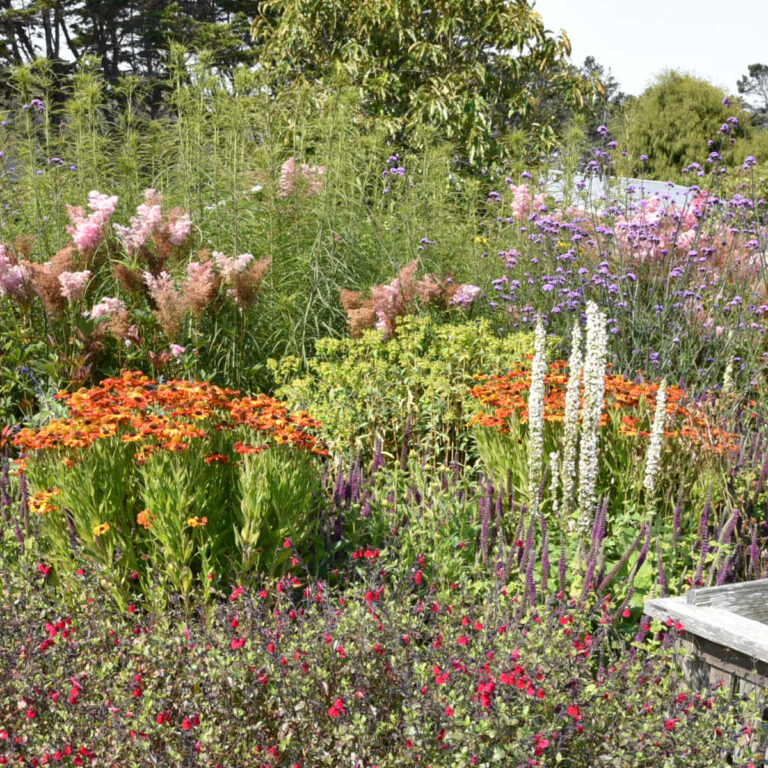 mixed perennials at Mendocino Botanical Garden