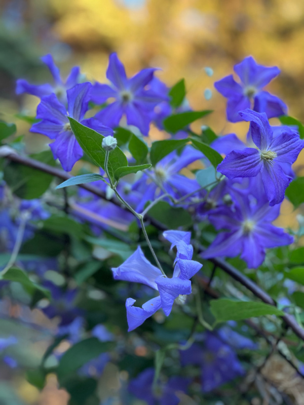 purple clematis on a metal arbor in a cottage garden