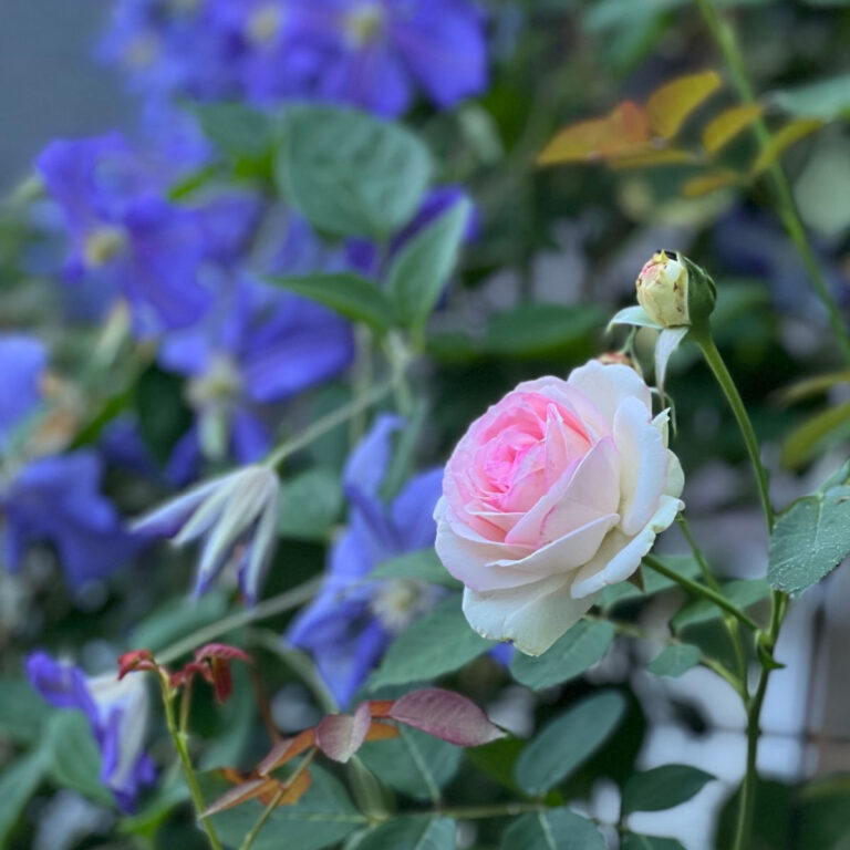 Eden Rose, Pierre de Ronsard rose with lilac colored clematis in the background, Flower Patch Farmhouse