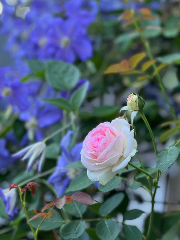 blooming eden rose aka pierre de ronsard with purple clematis in the background