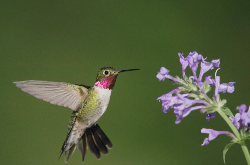 hummingbird with catmint