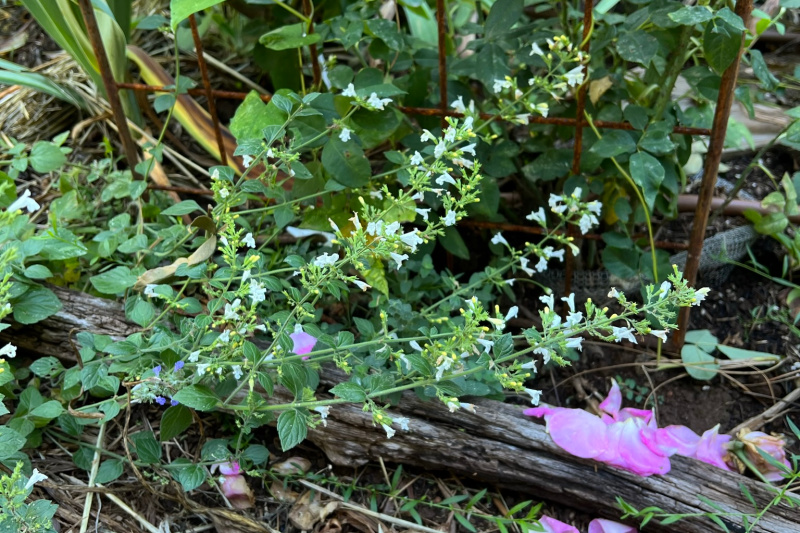 white calamintha in the rose alley cottage garden
