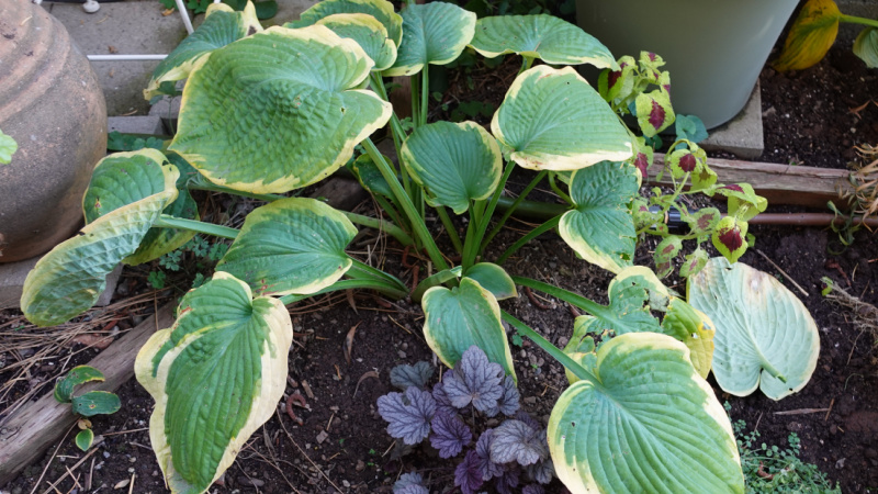 Hosta plant in the garden at Flower Patch Farmhouse, green leaves with white edging