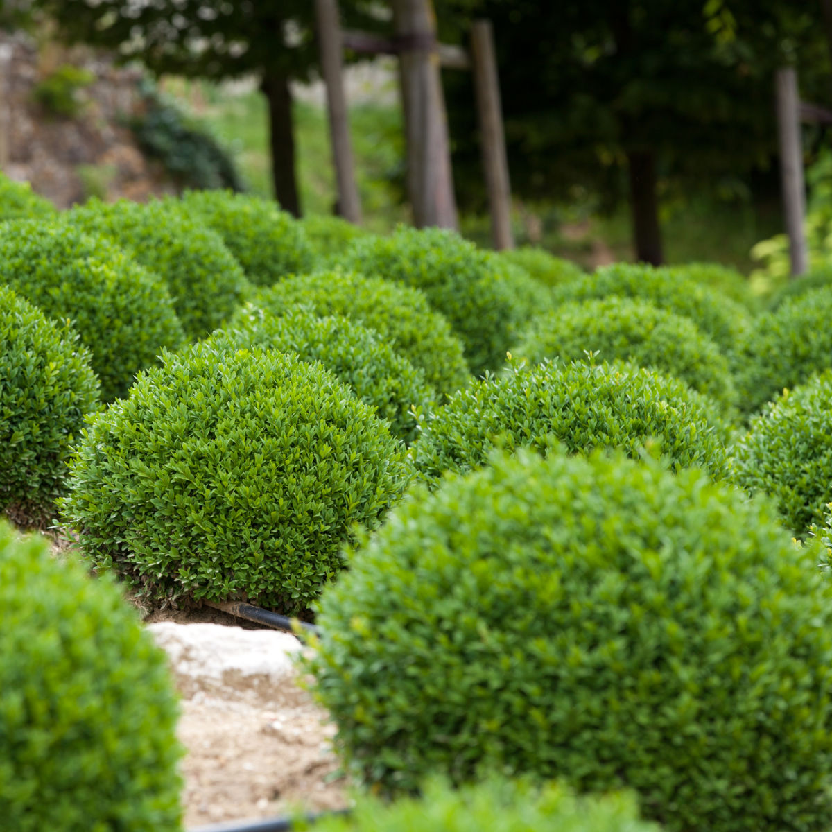 Planting Winter Gem Boxwood and Planning for a Blooming Border