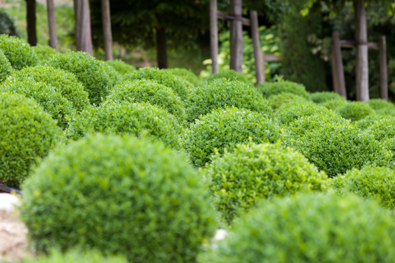 Boxwood  - Green garden balls in France,