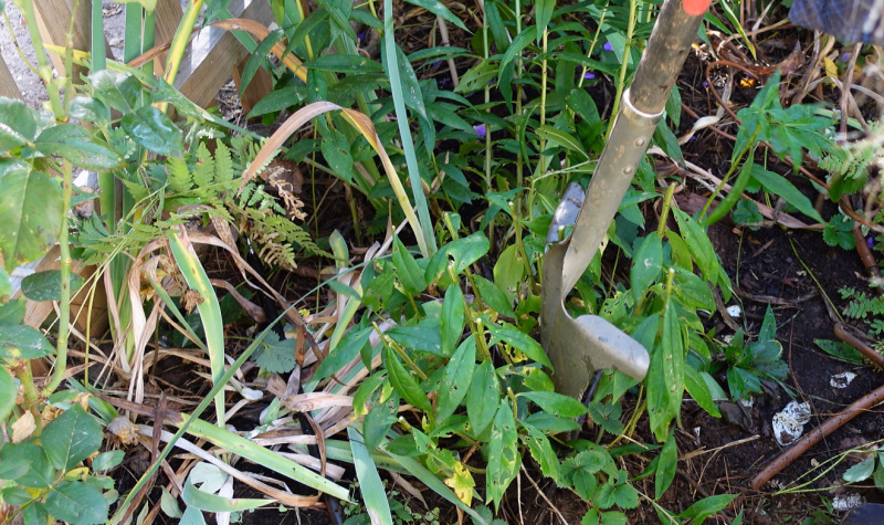 root slayer shovel sinking into the soil in between phlox stems to divide plant