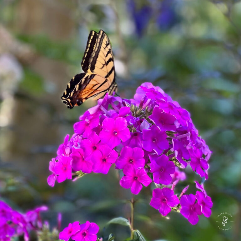 western swallowtail butterfly alight on a purple phlox flower