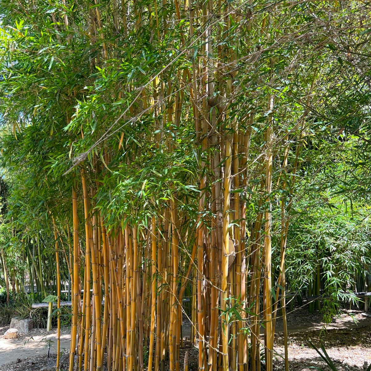 striped bamboo in san diego botanical gardens