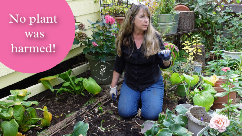 woman planting hosta in her garden, text overlay reads, No plant was harmed!