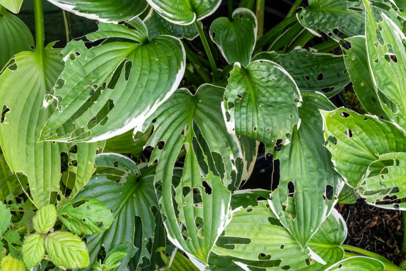 hosta leaves riddled with slug and snail damage