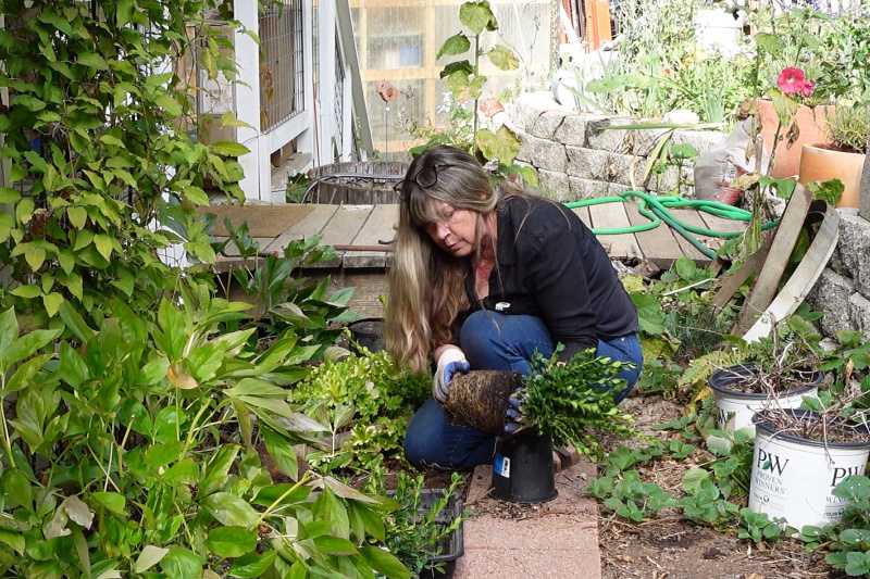 loosening roots of boxwood plant before planting in soil