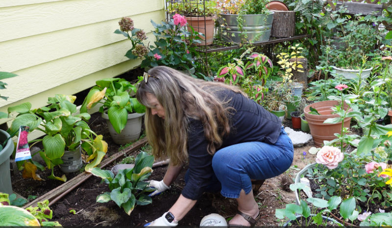 Pamela of Flower Patch Farmhouse planting hosta plants in her cottage garden