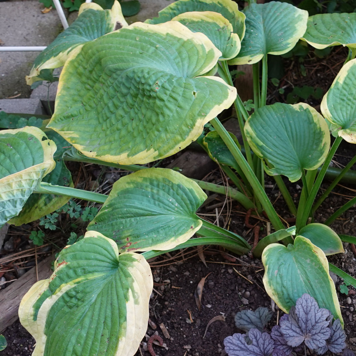 Hosta plant in a garden with purple heuchera
