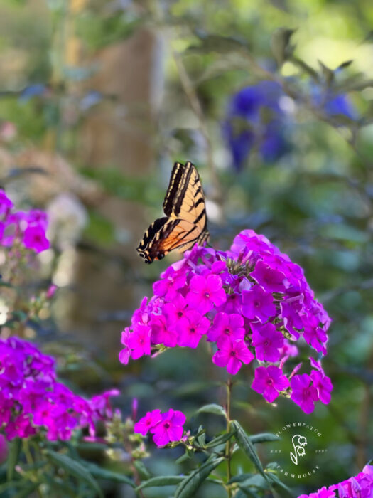 How to Divide and Transplant Perennial Phlox A StepbyStep Guide