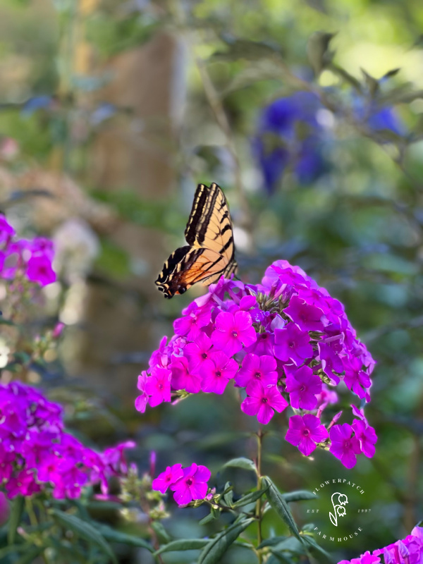 purple phlox with swallowtail butterfly resting on it