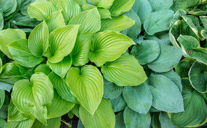 different varieties of hosta plants, planting hosta