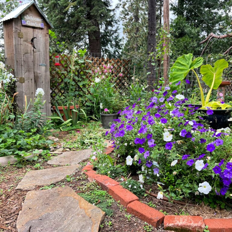 Flower Patch Farmhouse secret cottage garden, petunias in circle plants, faux outhouse surrounded with cottage flowers