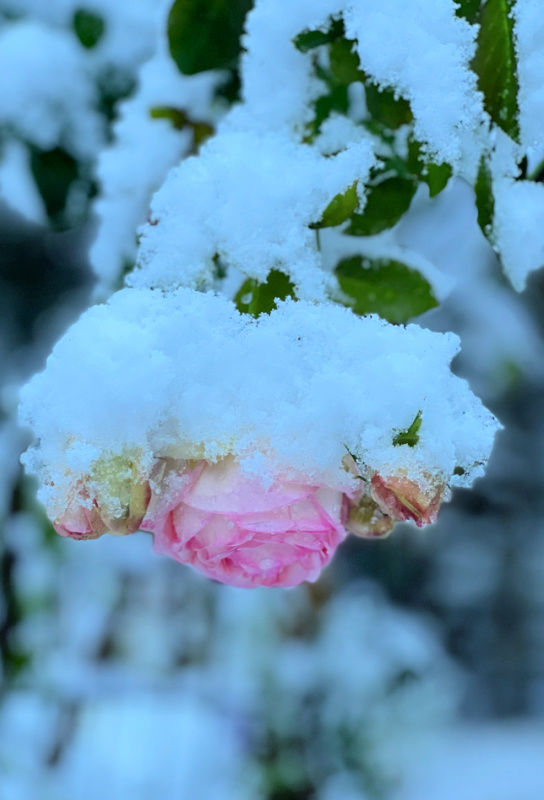 Eden rose covered with snow