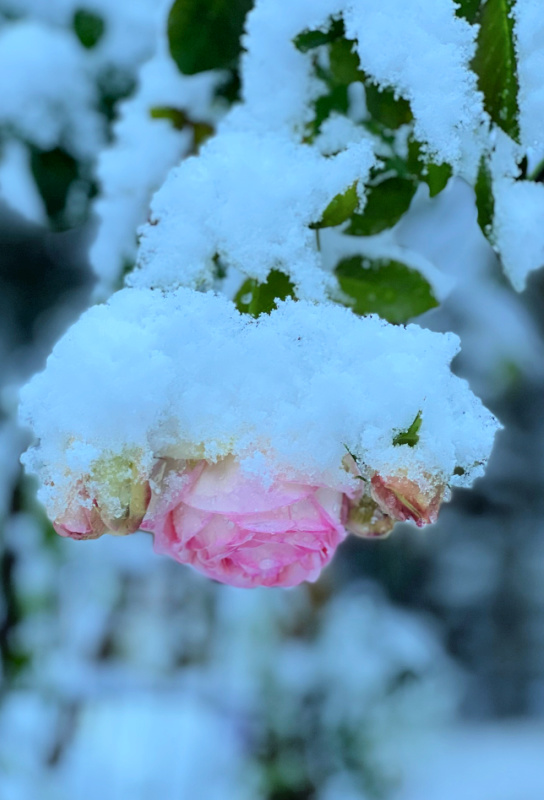 Eden rose covered with snow