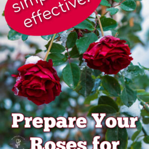 red roses in a garden with a touch of snow on them, text overlay reads: simple yet effective, prepare your roses for winter, flower Patch farmhouse dot com