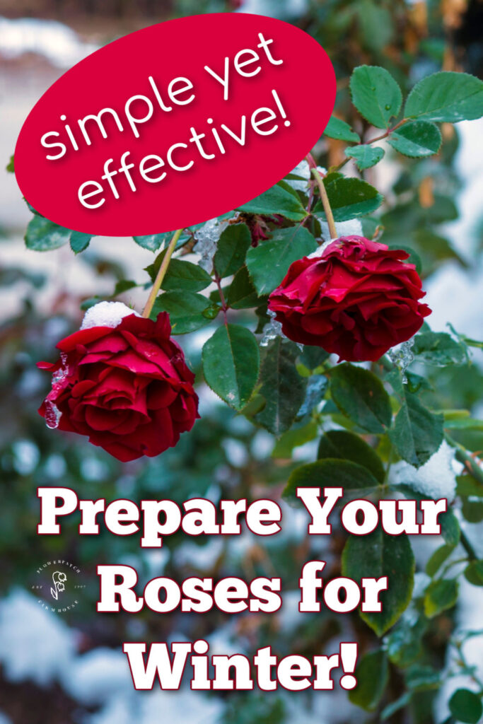 red roses in a garden with a touch of snow on them, text overlay reads: simple yet effective, prepare your roses for winter, flower Patch farmhouse dot com