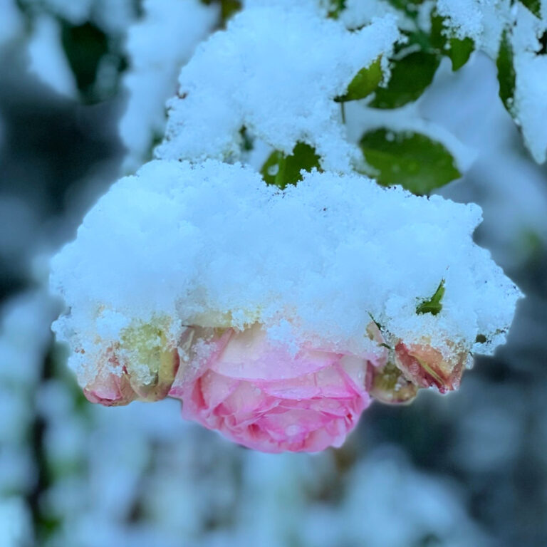 Eden climbing rose smothered with snow. winterizing roses