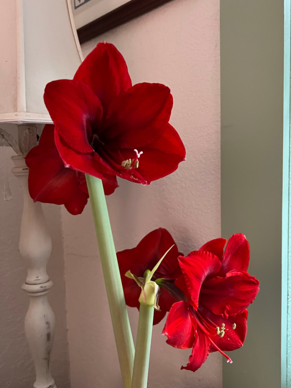 Red lion amaryllis in full bloom