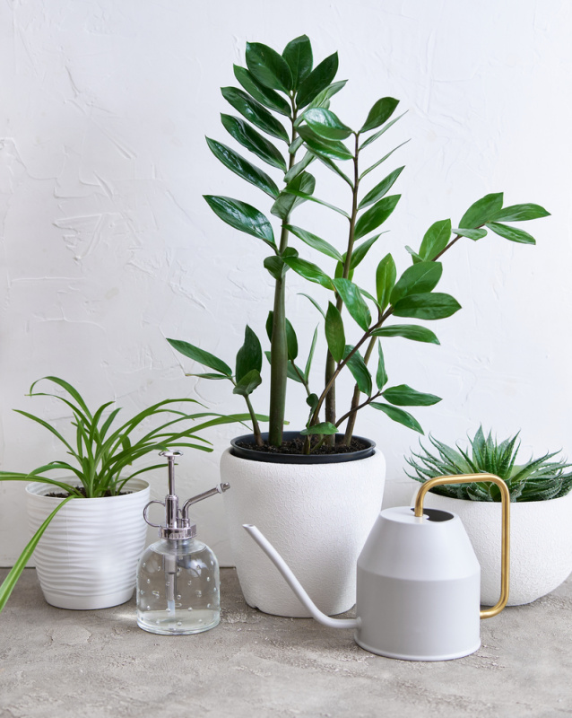 house plants, zz plant, succulents and spider plant against a white background