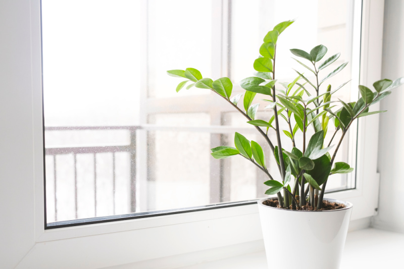 Zamioculcas Zamiifolia or ZZ Plant in white flower pot stand on the windowsill. Home plants care concept.