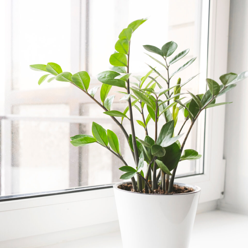 Zamioculcas Zamiifolia or ZZ Plant in white flower pot stand on the windowsill. Home plants care concept.
