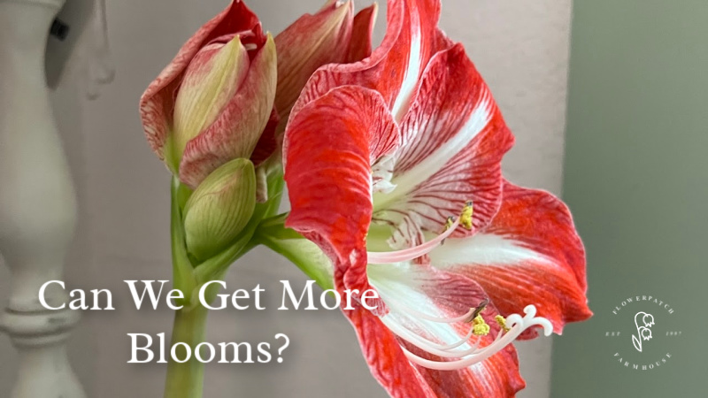 minerva amaryllis in bloom with text overlay, Can We Get More Blooms? Flower Patch Farmhouse dot com
