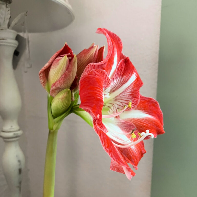 What to Do With Amaryllis After Blooming