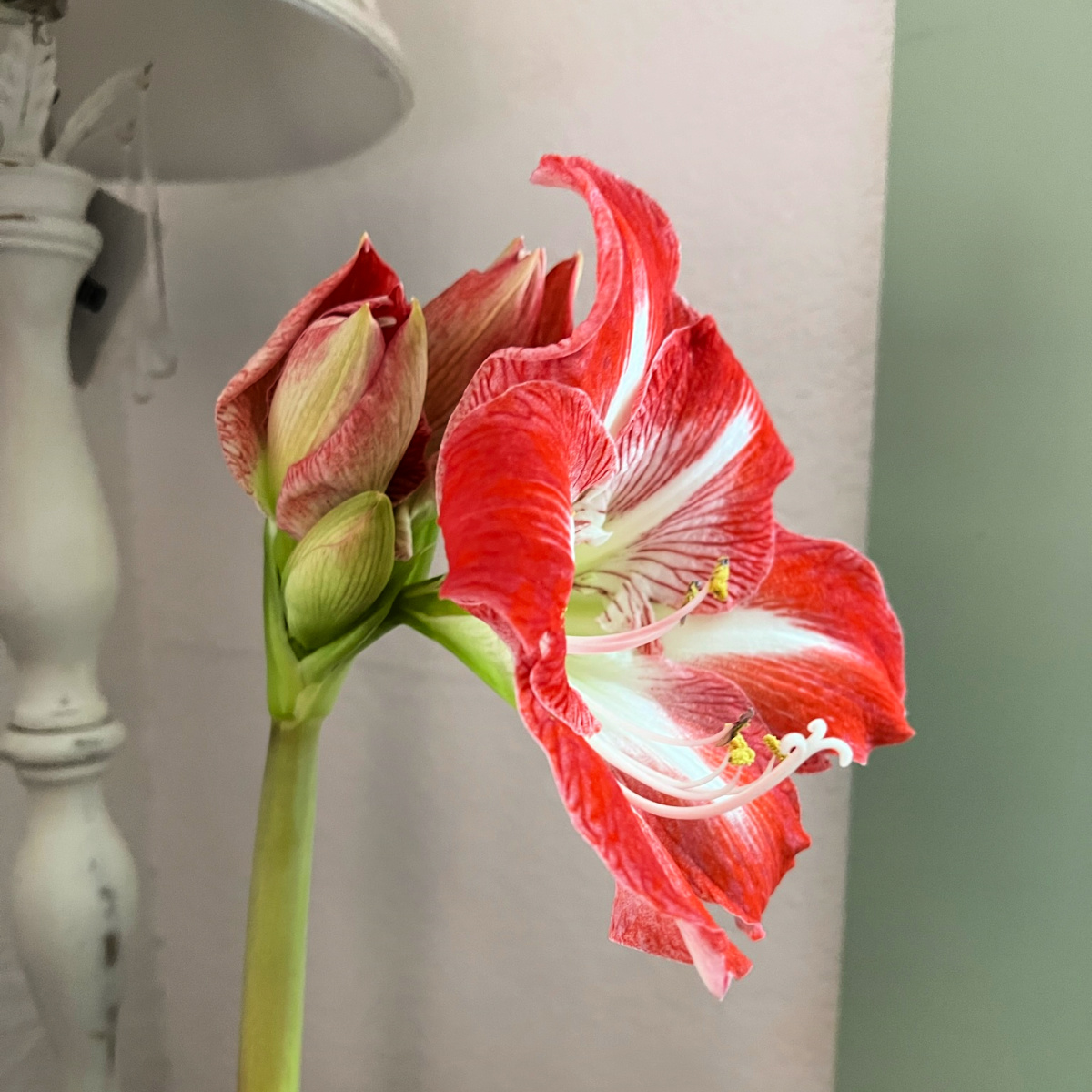 minerva amaryllis in bloom, side view