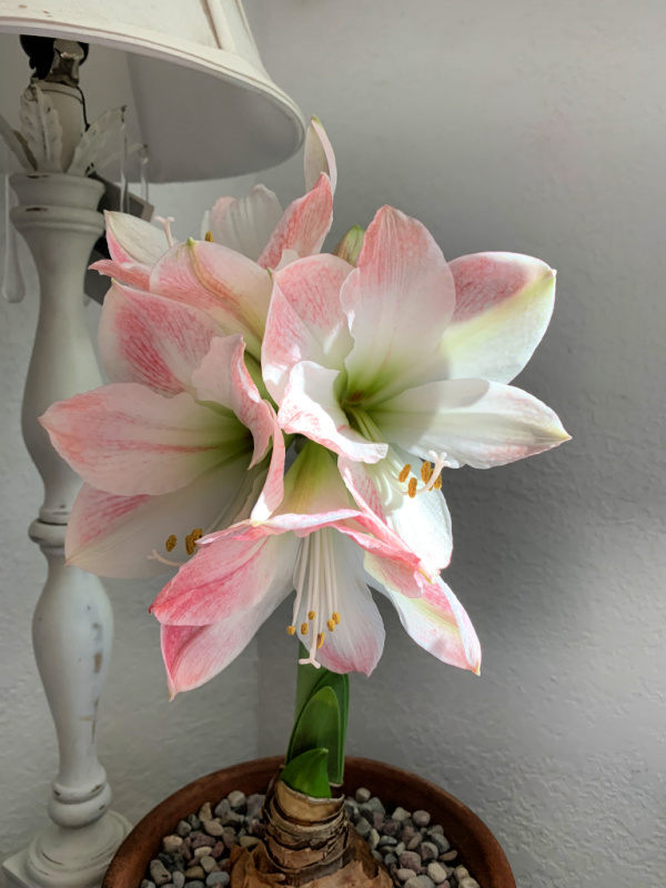apple blossom amaryllis in full bloom