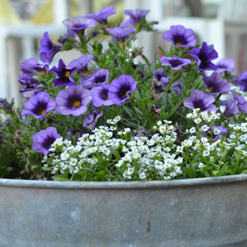 container gardens, purple calibrachoa with white allysum planted in a galvanize tub container