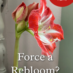 minerva amaryllis blooming with text overlay: Force a Rebloom? easy and fun, read how here, flower patch farmhouse dot com