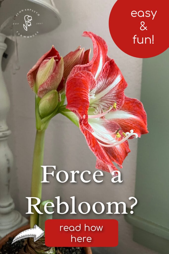 minerva amaryllis blooming with text overlay: Force a Rebloom? easy and fun, read how here, flower patch farmhouse dot com