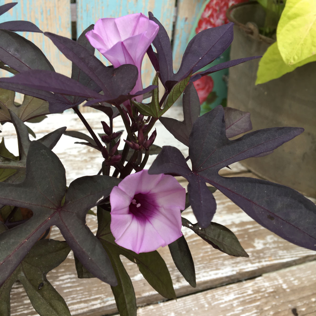 black sweet potato vine with purple bloom