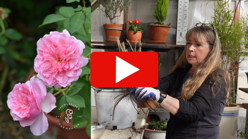 Pam at Flower Patch Farmhouse dot com holding a bare root rose in front of a large pot. Two pink roses on the left and a red and white play arrow overlay