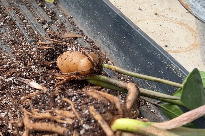 tuber of a zz plants aka zanzibar gem, Zamioculcas