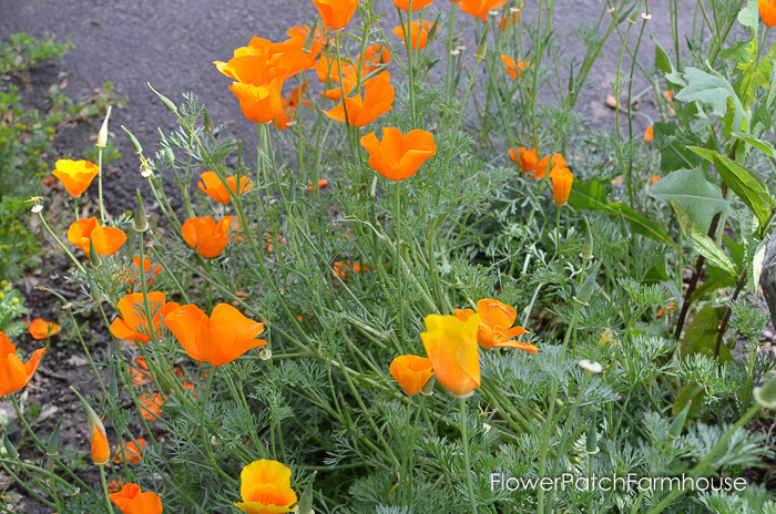 california poppies in bloom in a garden