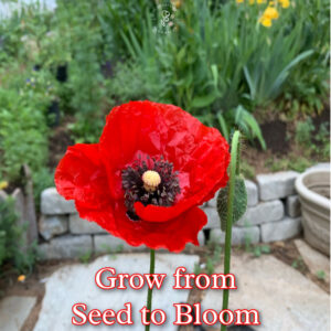 red poppy growing in a garden, flanders field poppy, shirley poppy, Papaver rhoeas