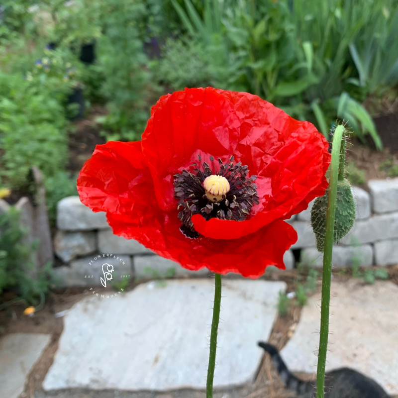 Red flanders poppy, shirley poppies in a garden setting