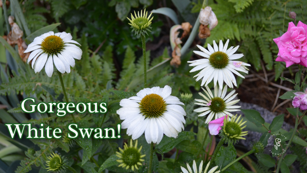 White Swan echinacea in the garden with a pink rose. Winter sowing echinacea