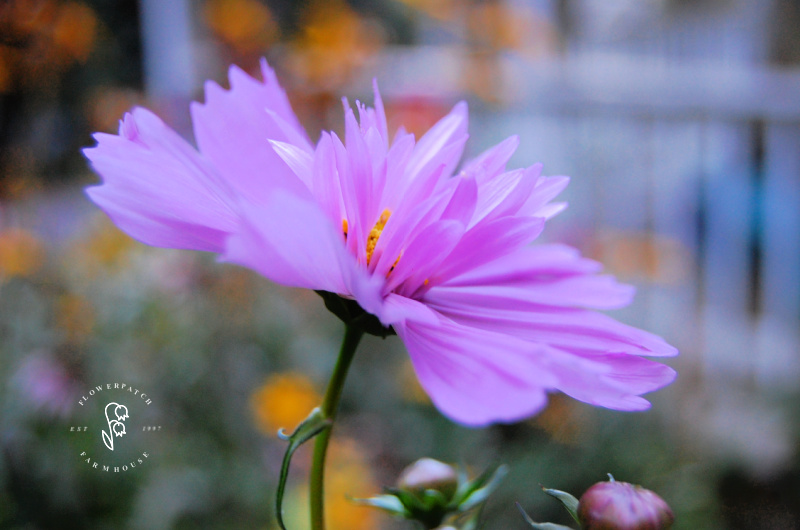 pink double click cosmos in the garden