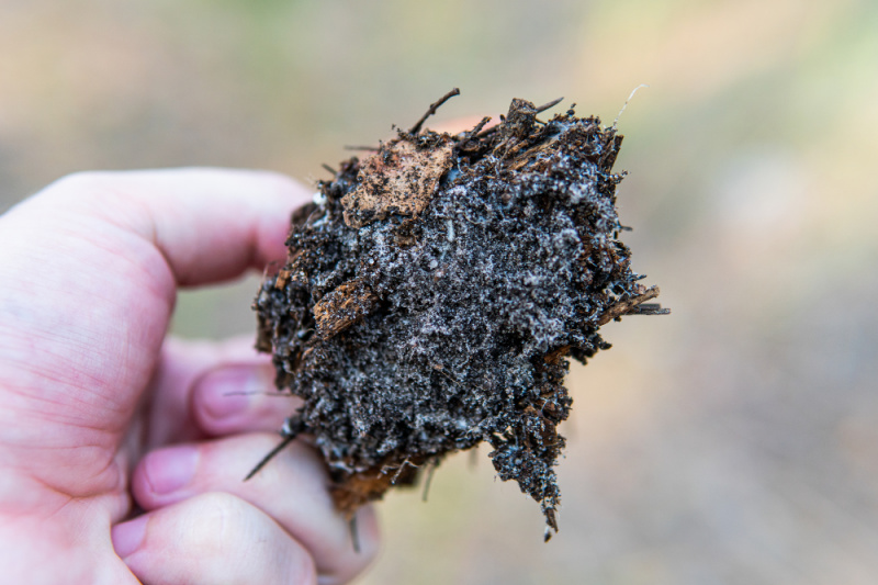 mycelium of fungi in the forest, the natural development of mycelium in the forest biosphere