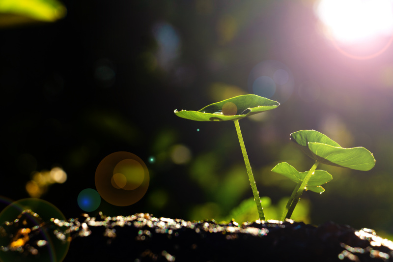 plants growing in a forest, dark background and small green plants with sun shining through
