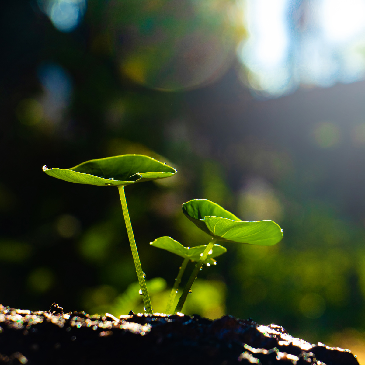 plants on forest floor on healthy soil filled with mycorrhizal fungi