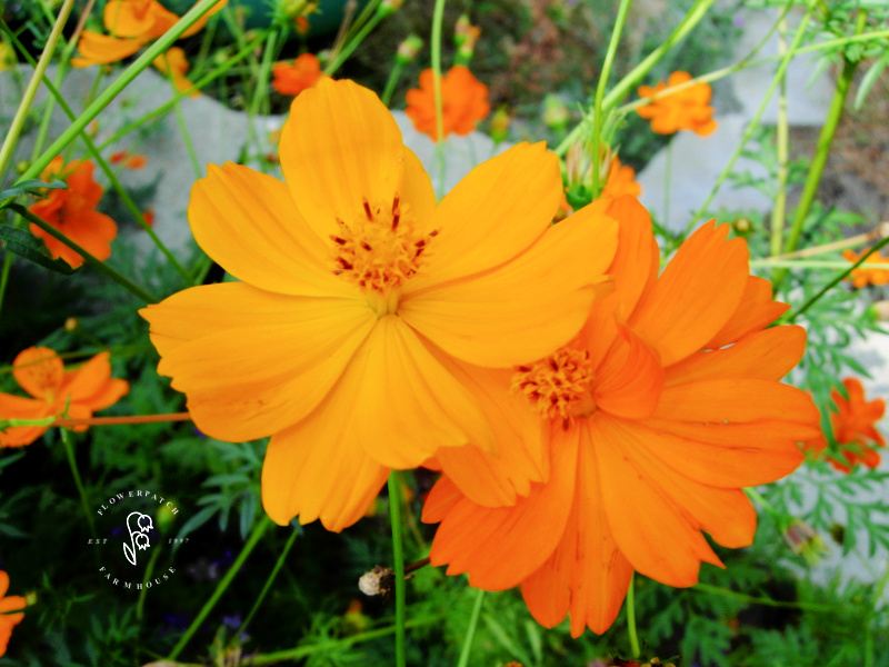 Cosmos sulphureus, sulphur cosmos. Orange and yellow cosmos in a garden.