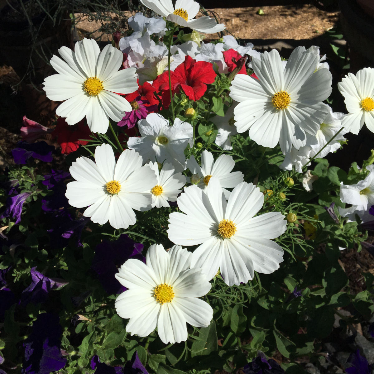 white sonata cosmos with red and purple petunias in pots, plant cosmos